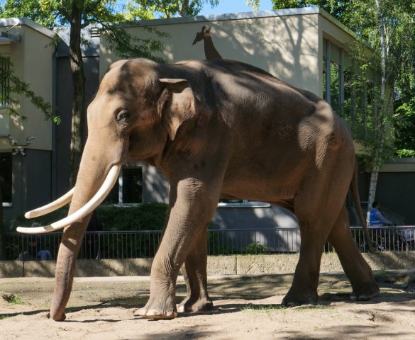 berlinzoo2